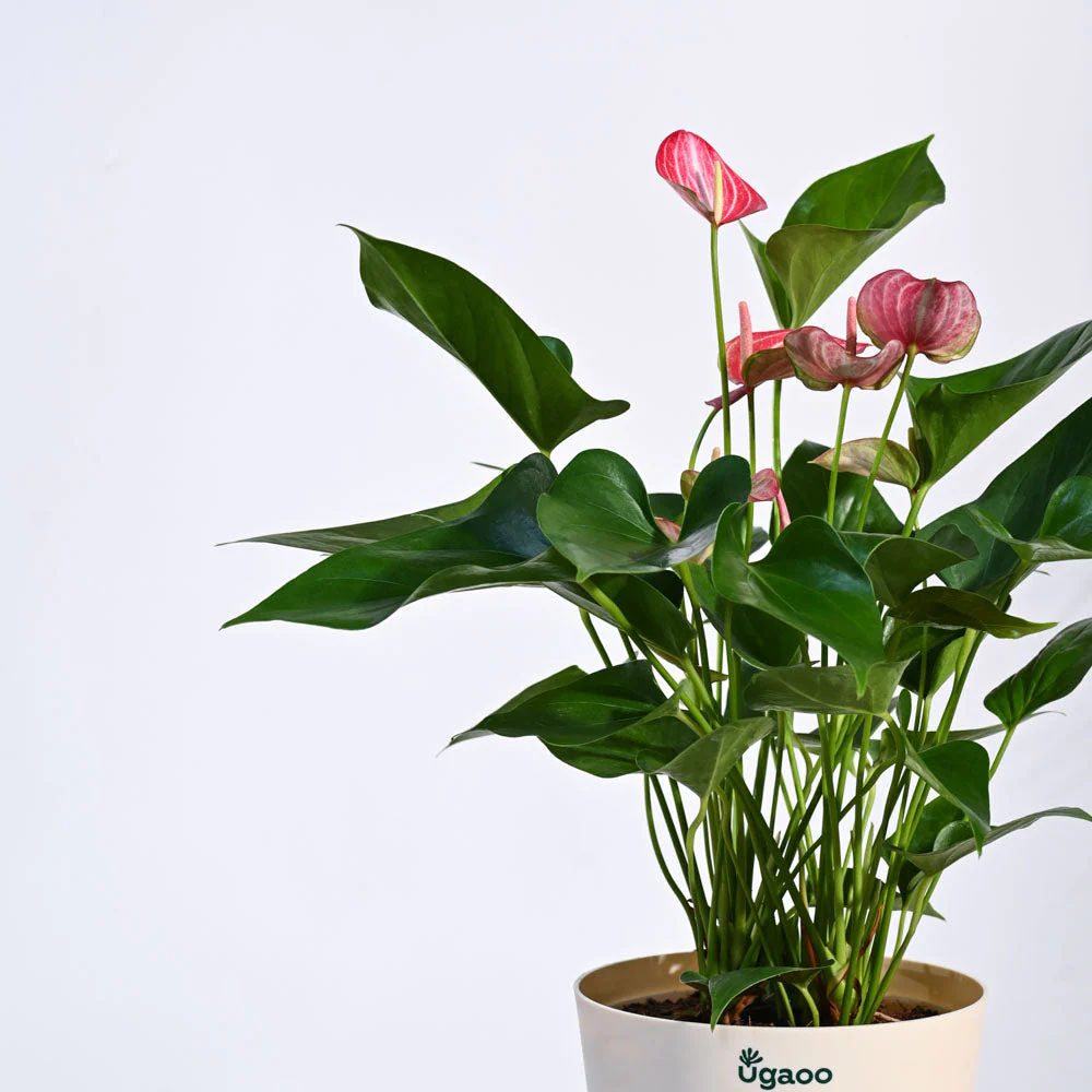 Anthurium Livium Plant - Image 33