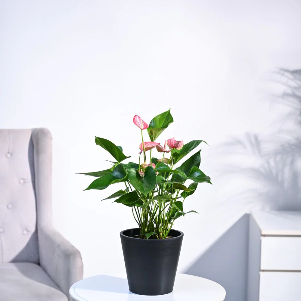 Anthurium Livium Plant - Image 38