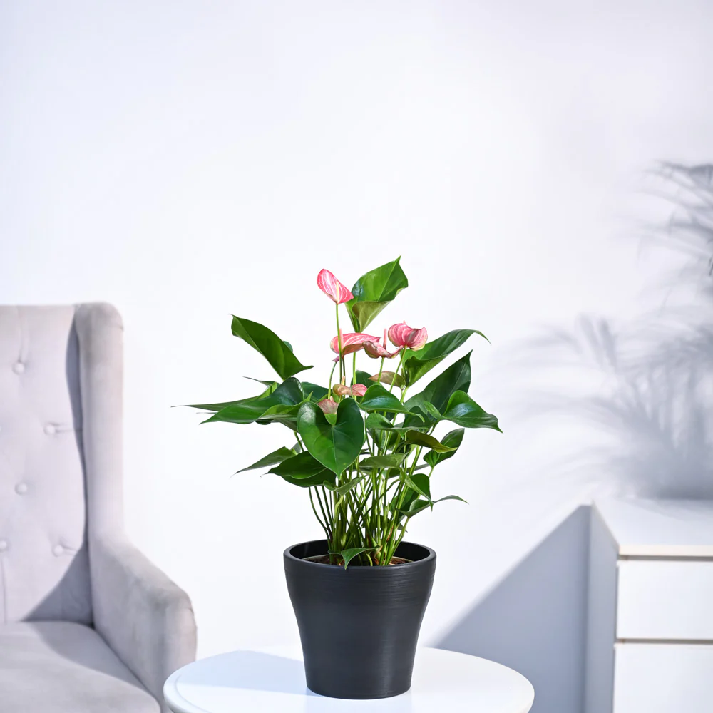 Anthurium Livium Plant - Image 50