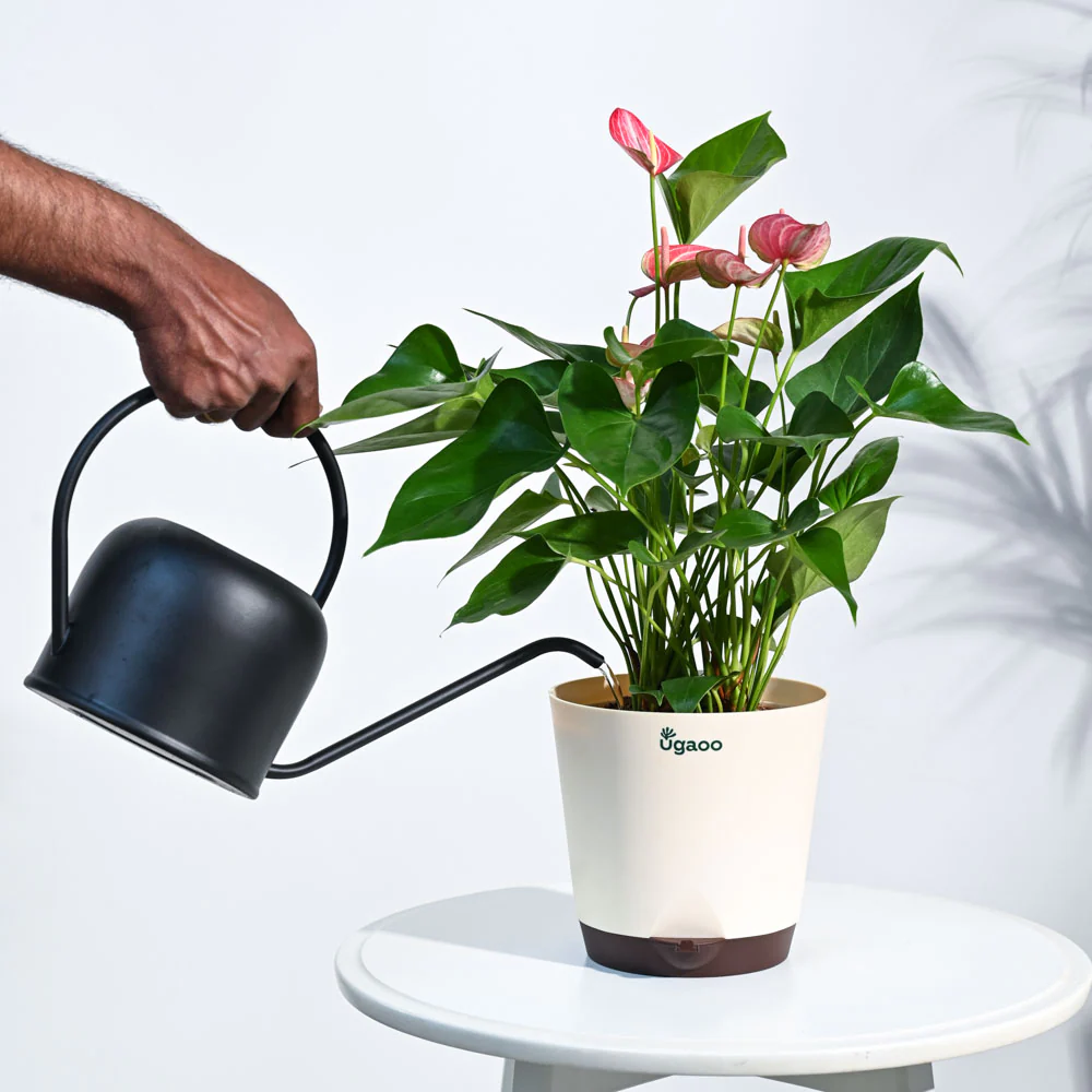 Anthurium Livium Plant - Image 53