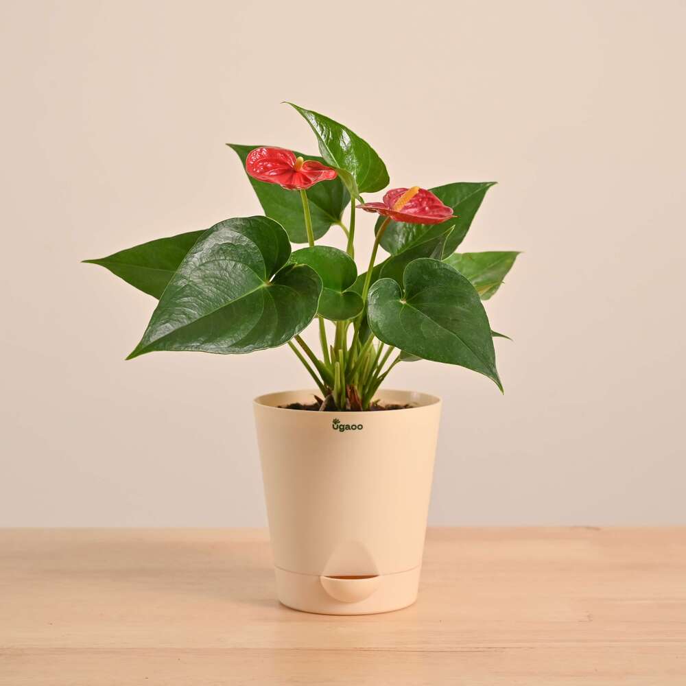 Anthurium Red Plant - Image 14