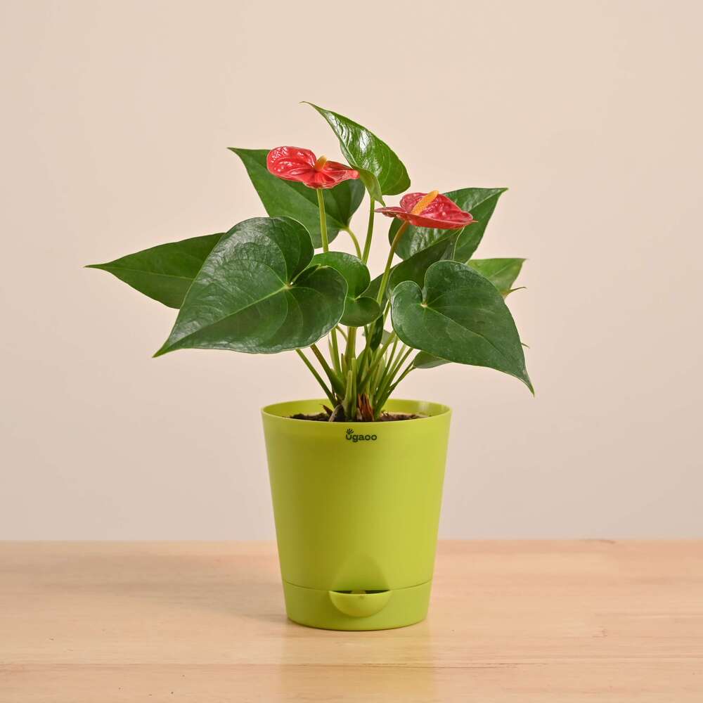 Anthurium Red Plant - Image 19