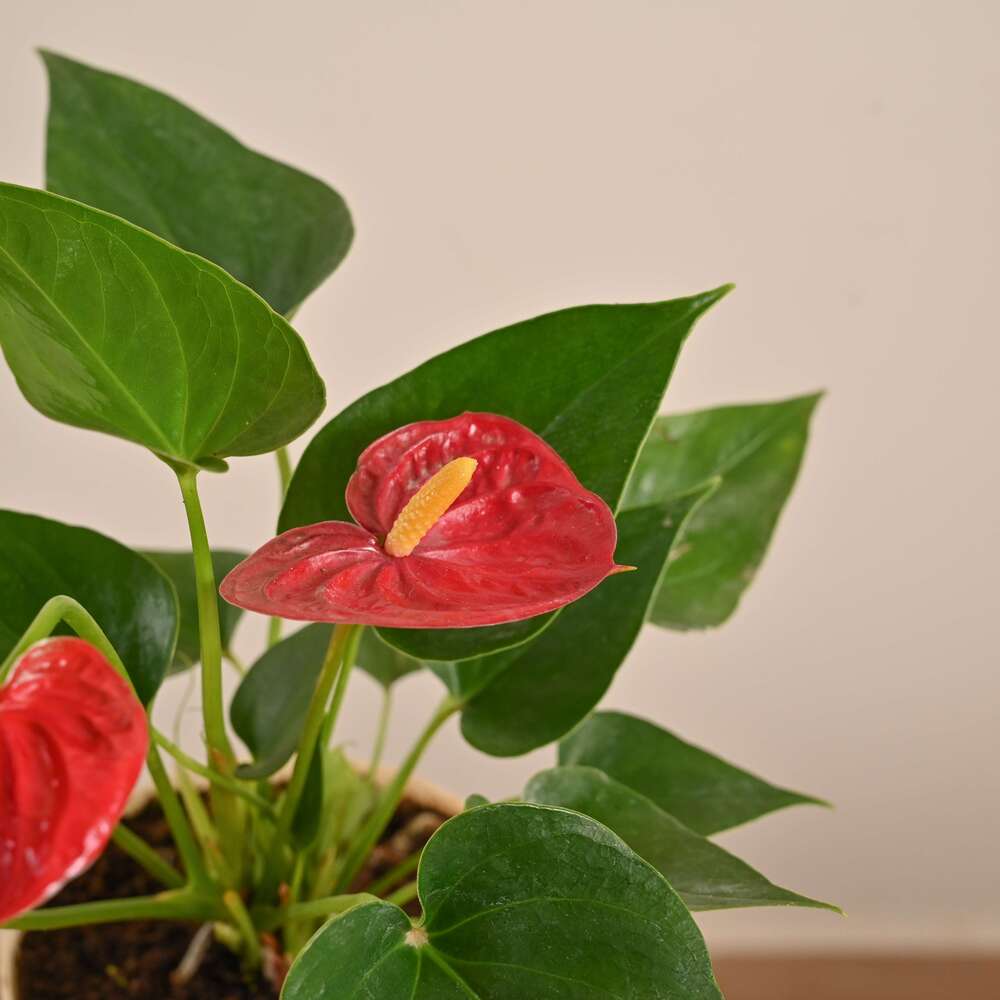 Anthurium Red Plant - Image 21
