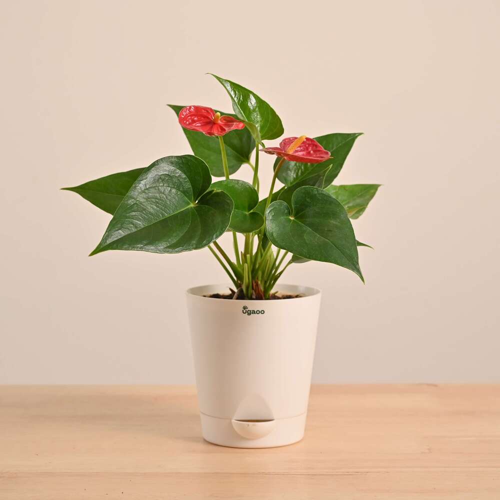 Anthurium Red Plant - Image 24