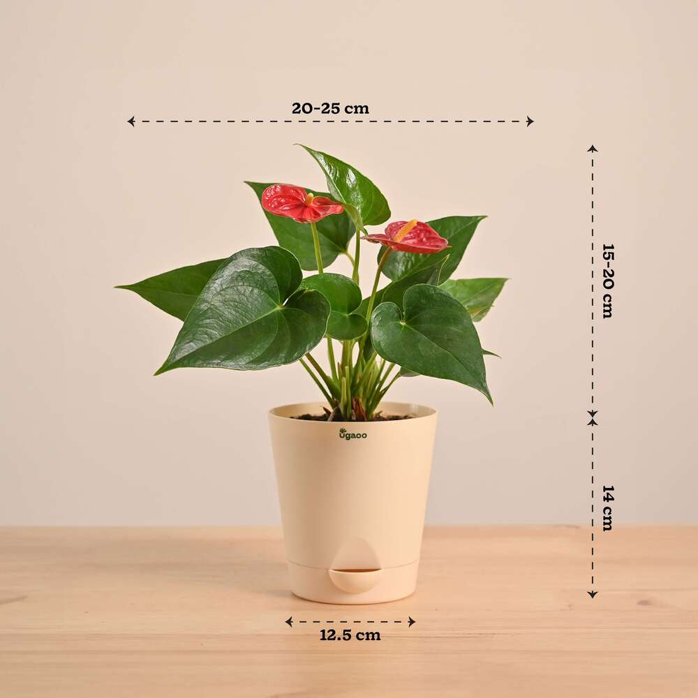 Anthurium Red Plant - Image 28