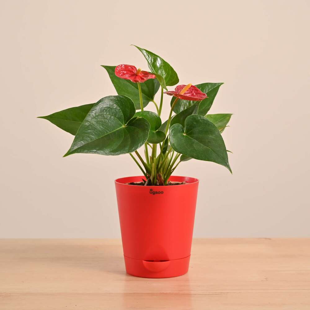Anthurium Red Plant - Image 29