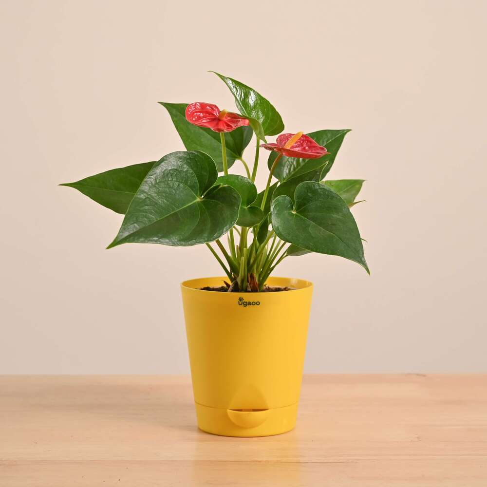 Anthurium Red Plant - Image 34