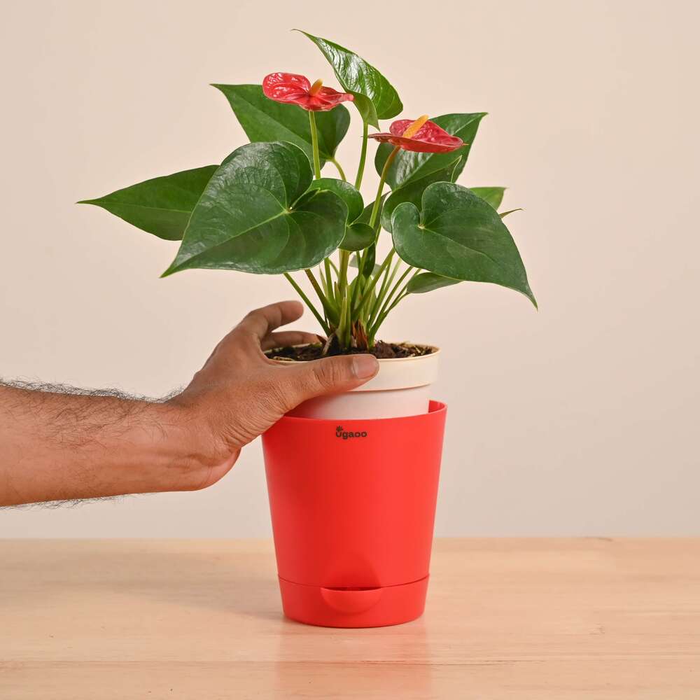 Anthurium Red Plant - Image 37