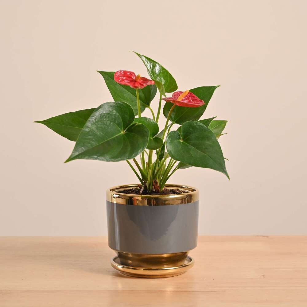 Anthurium Red Plant - Image 39