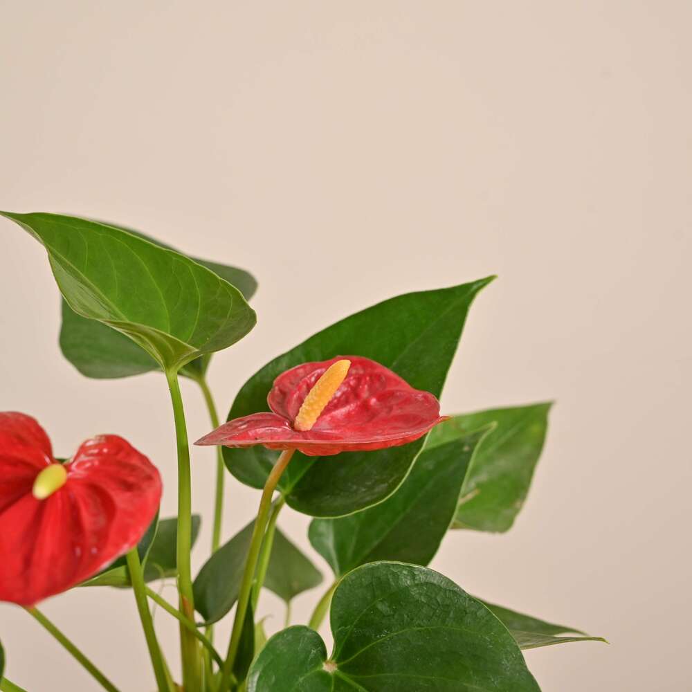 Anthurium Red Plant - Image 40