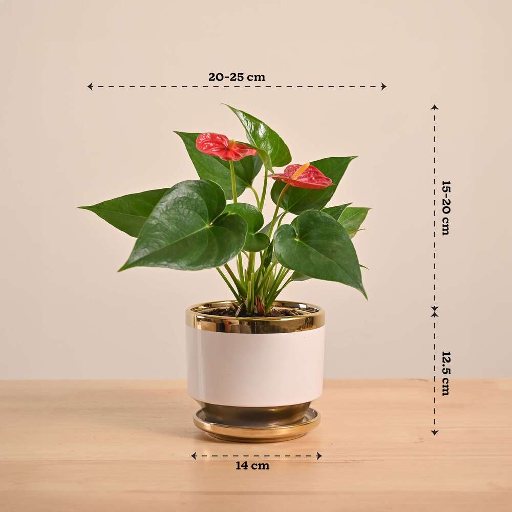 Anthurium Red Plant - Image 43