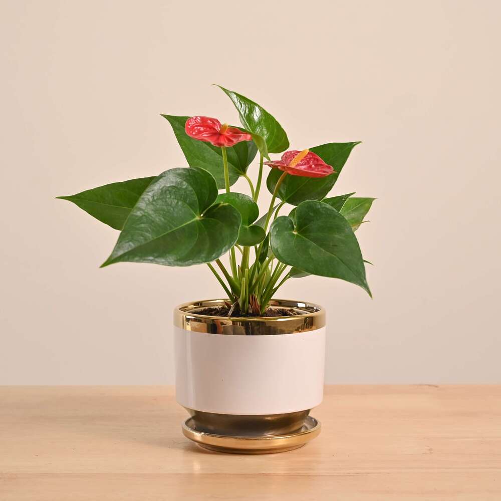 Anthurium Red Plant - Image 44
