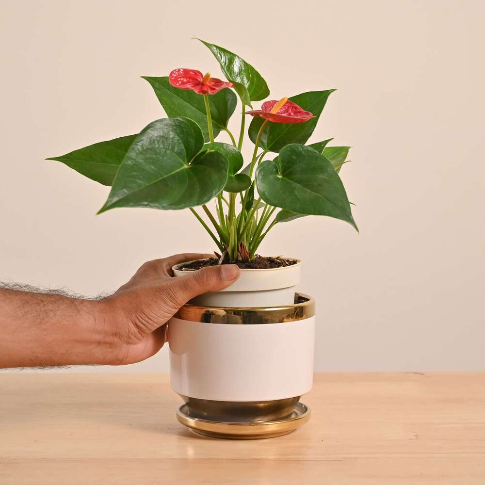 Anthurium Red Plant - Image 47