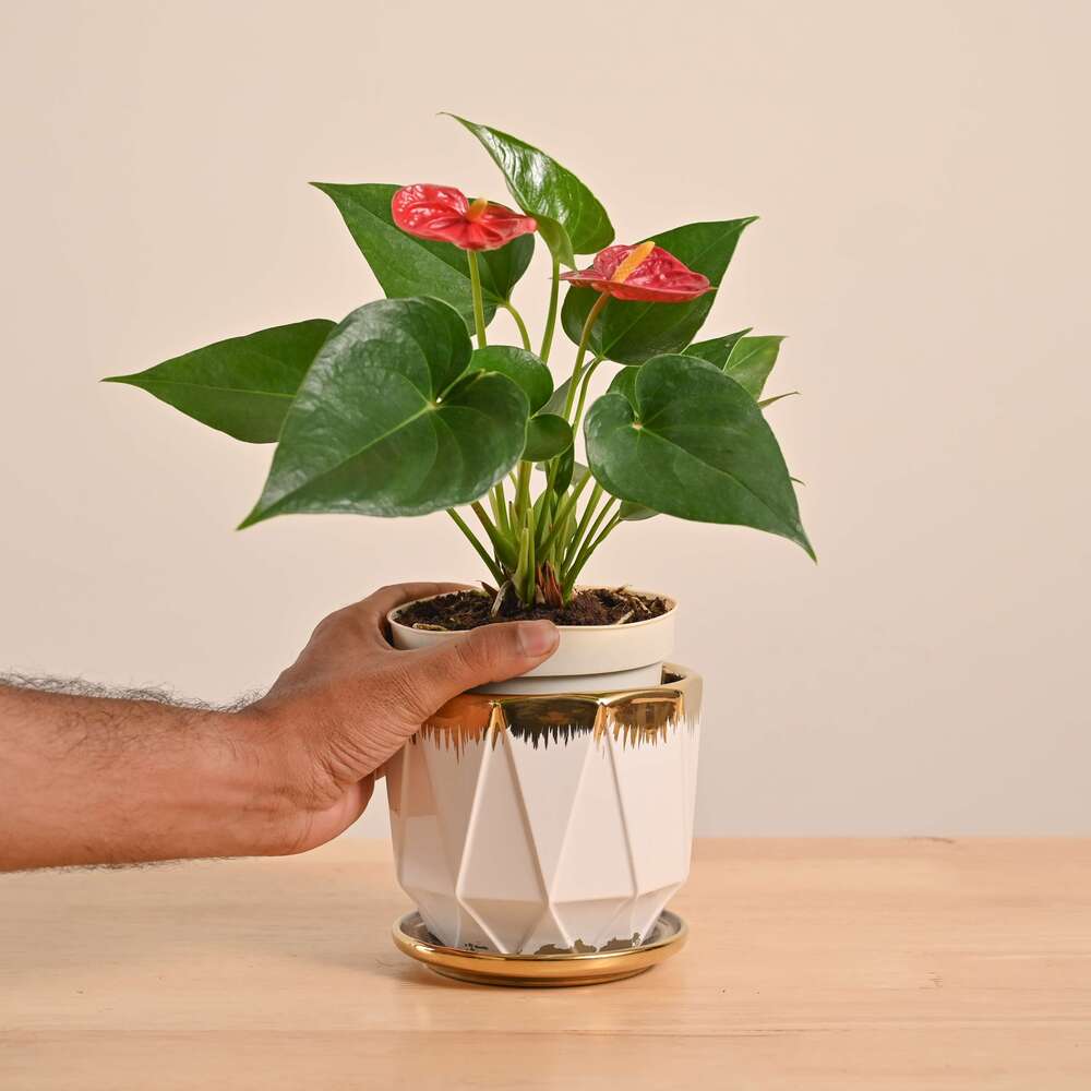 Anthurium Red Plant - Image 52