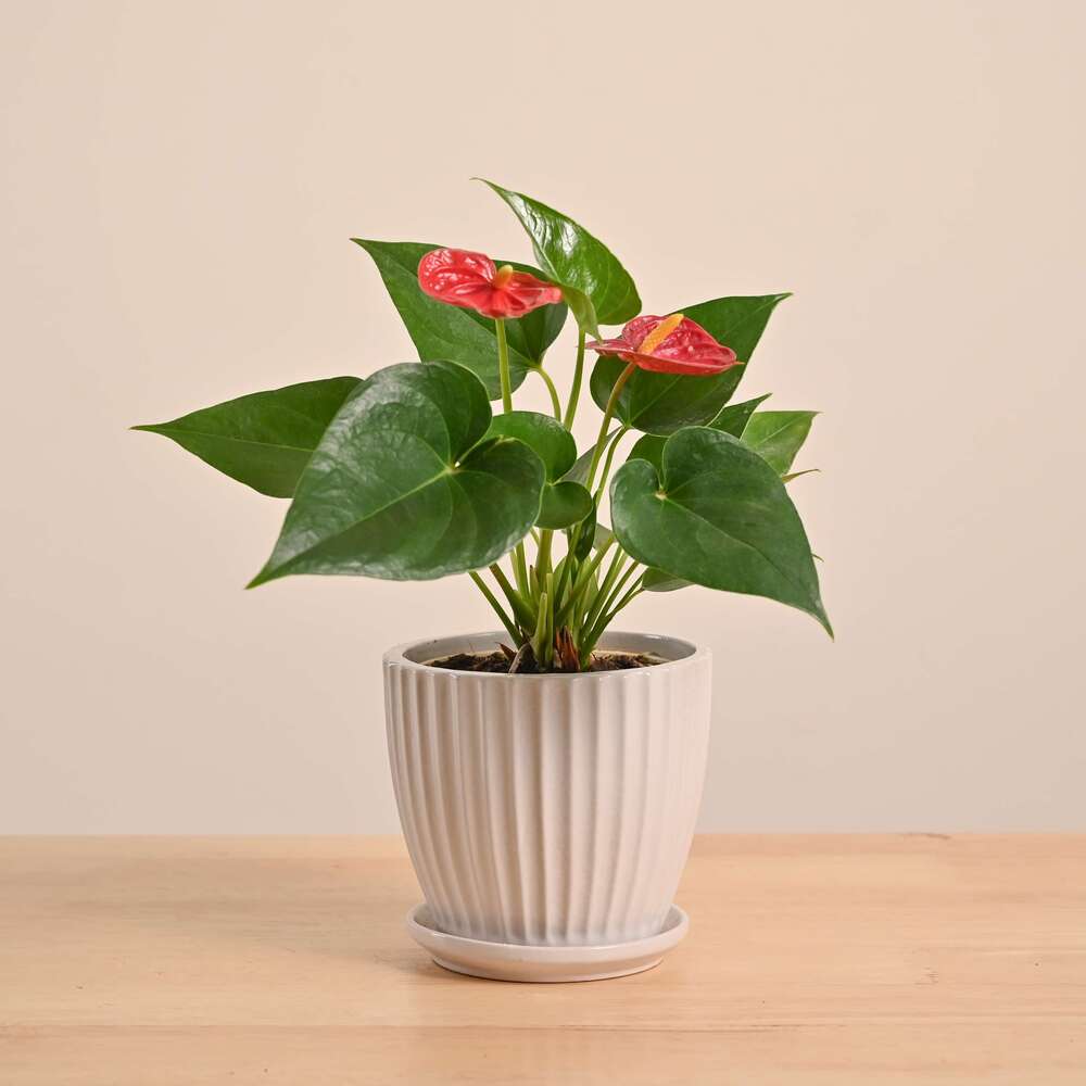 Anthurium Red Plant - Image 54