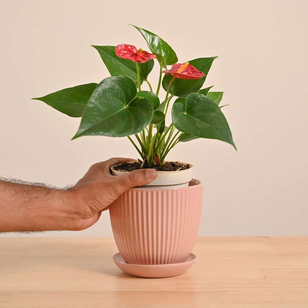 Anthurium Red Plant - Image 57