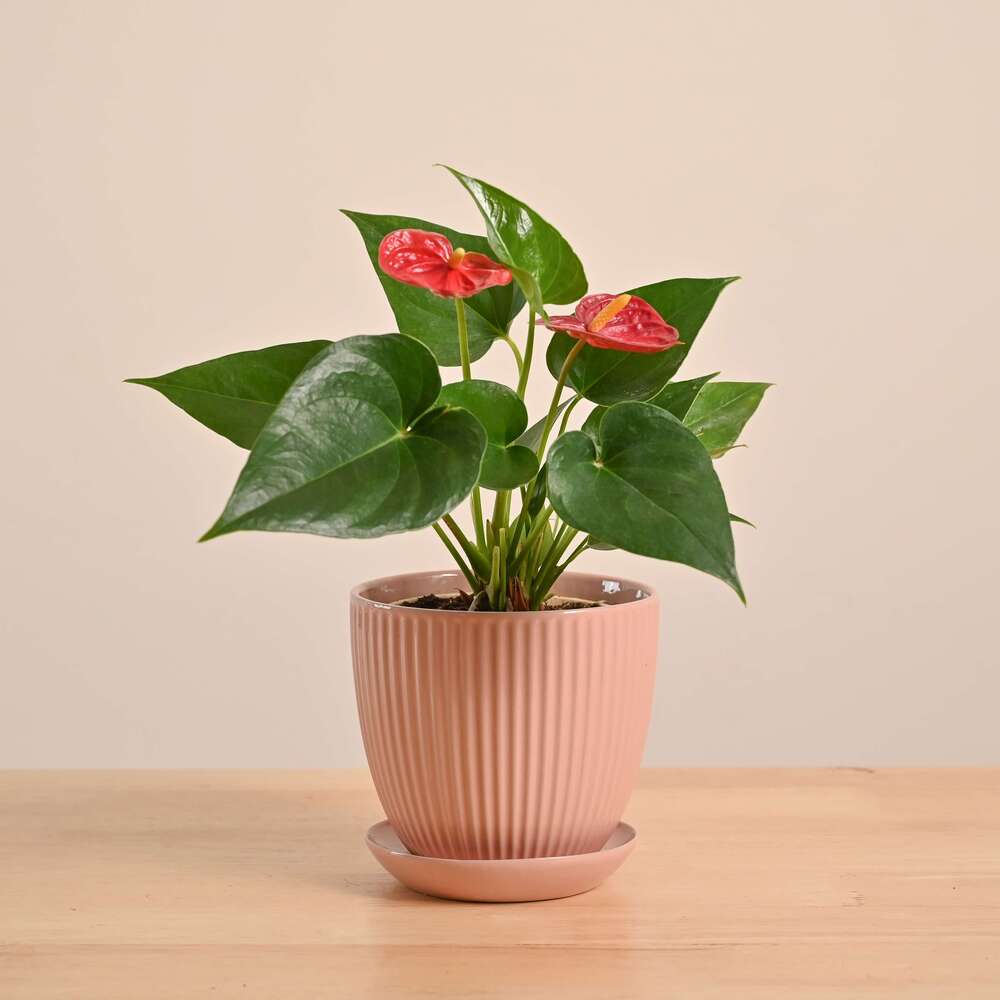 Anthurium Red Plant - Image 59