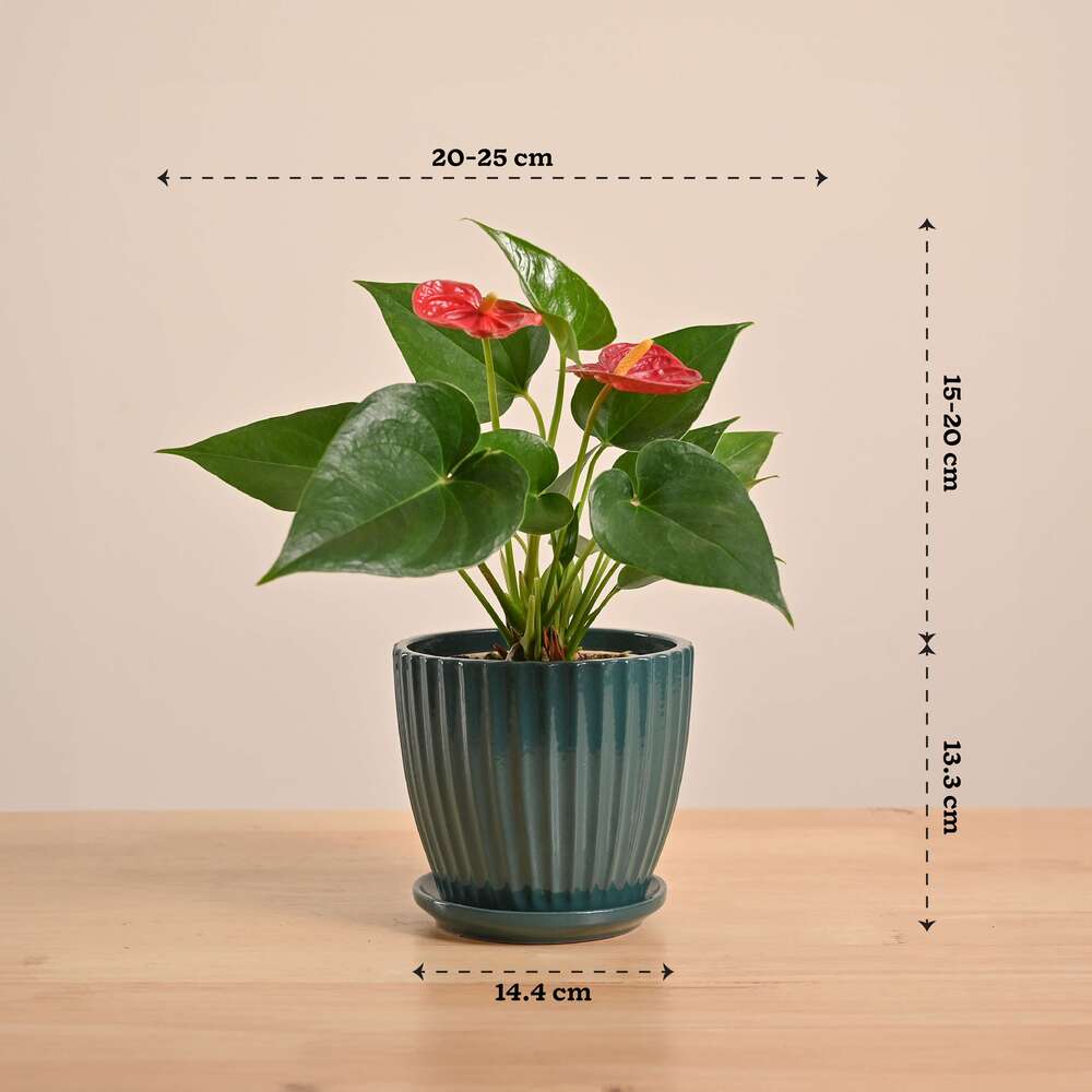 Anthurium Red Plant - Image 63