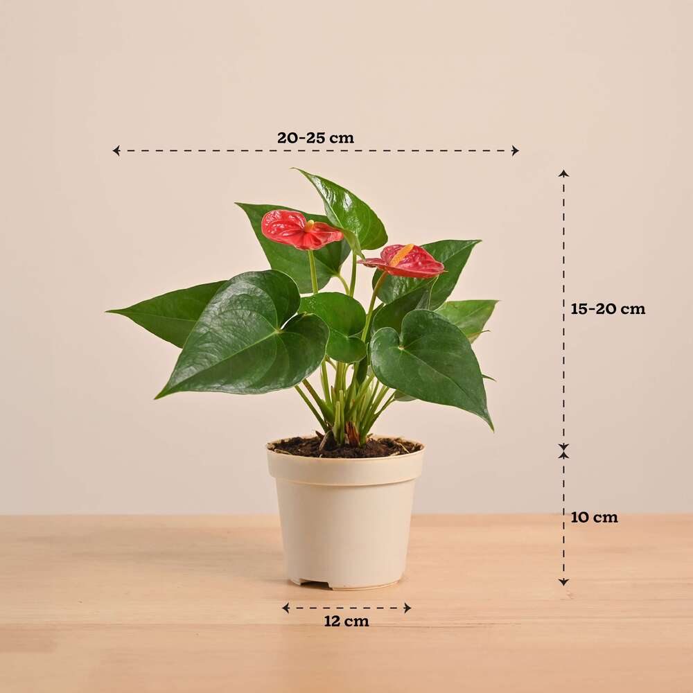 Anthurium Red Plant - Image 8