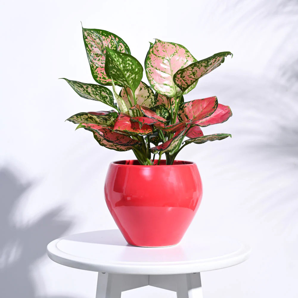 Apple Ceramic Pot (6.6 Inch Diameter) - Image 21