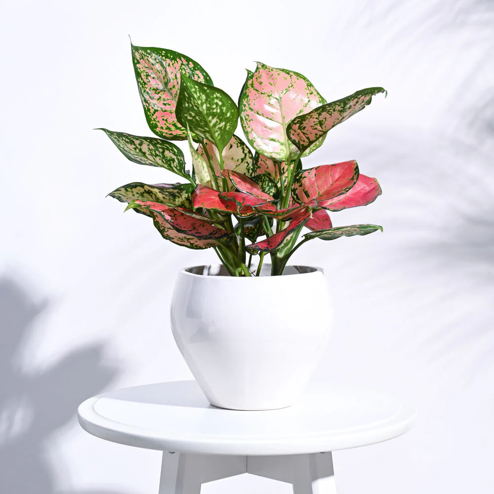 Apple Ceramic Pot (6.6 Inch Diameter) - Image 26