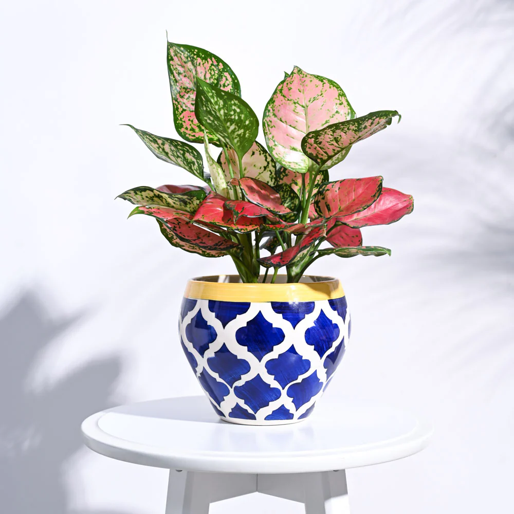 Apple Ceramic Pot (6.6 Inch Diameter) - Image 36