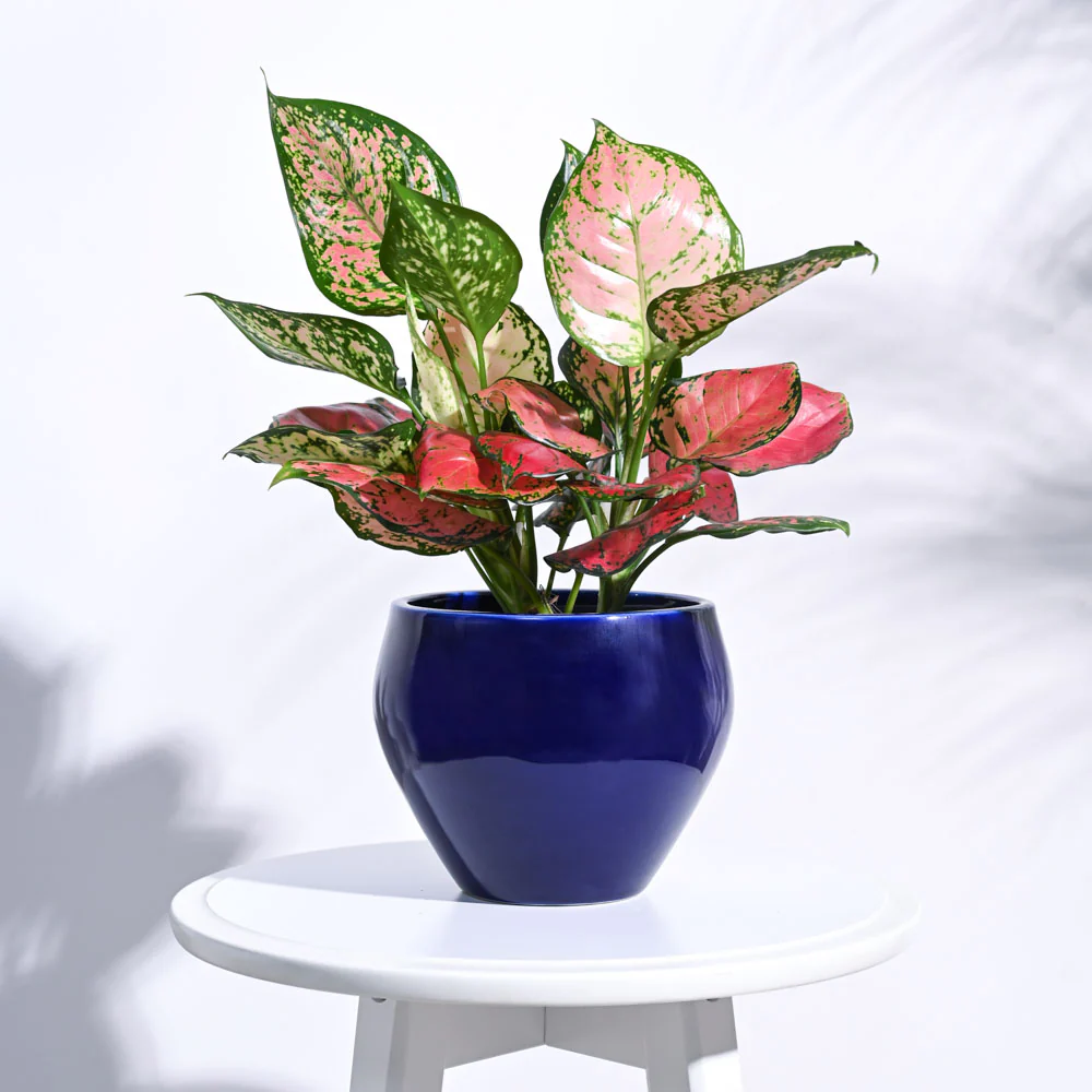 Apple Ceramic Pot (6.6 Inch Diameter) - Image 6
