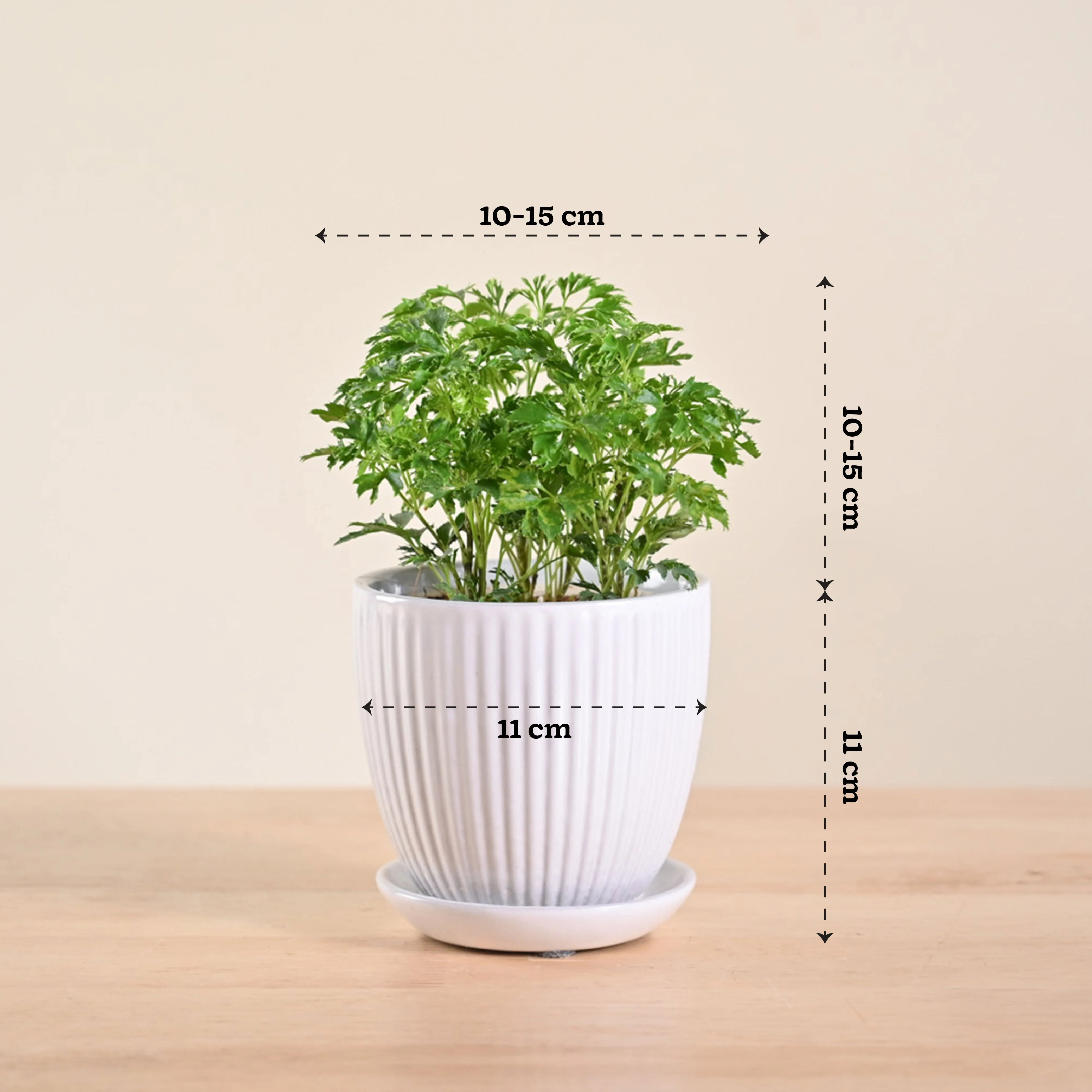 Aralia Golden Plant - Image 107
