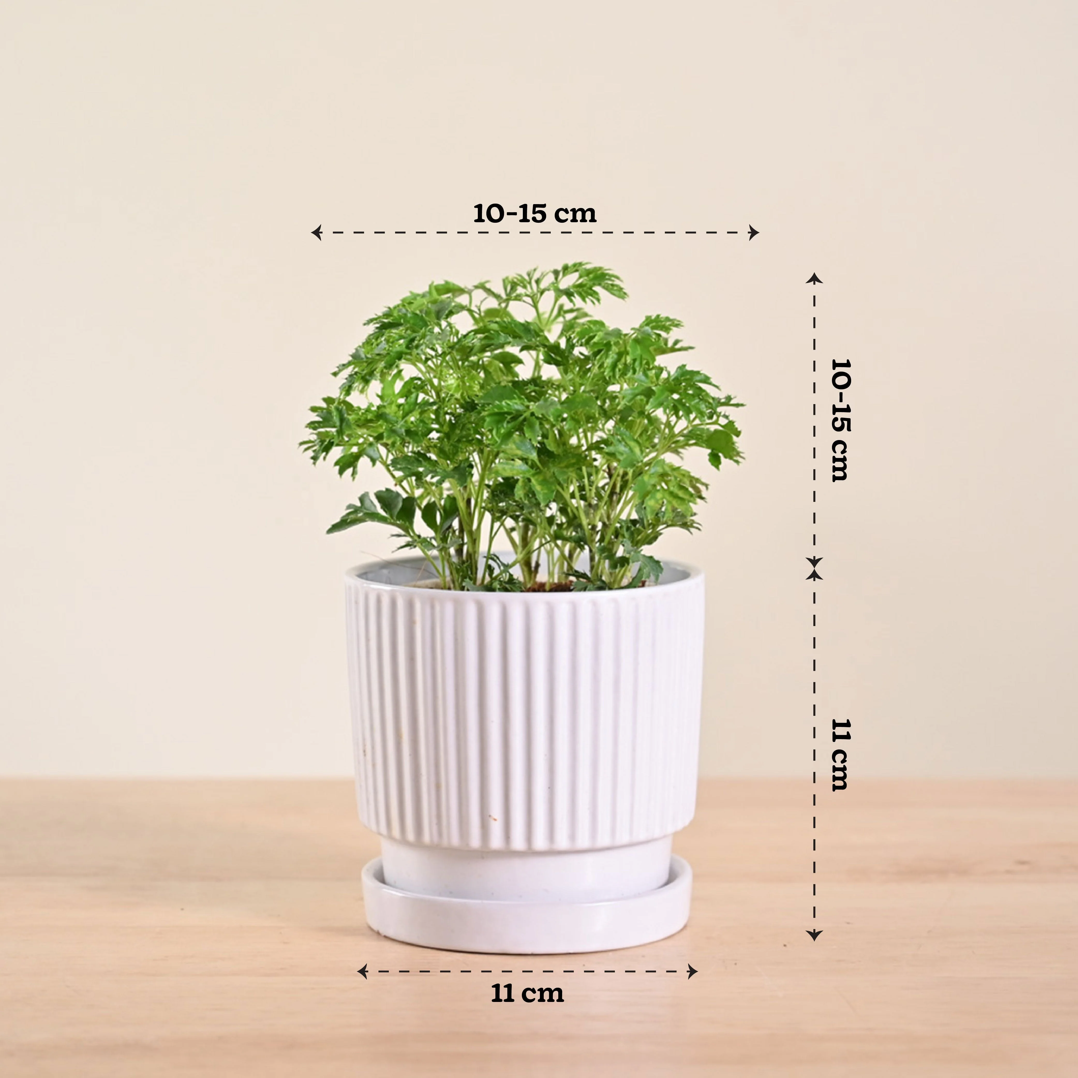 Aralia Golden Plant - Image 117