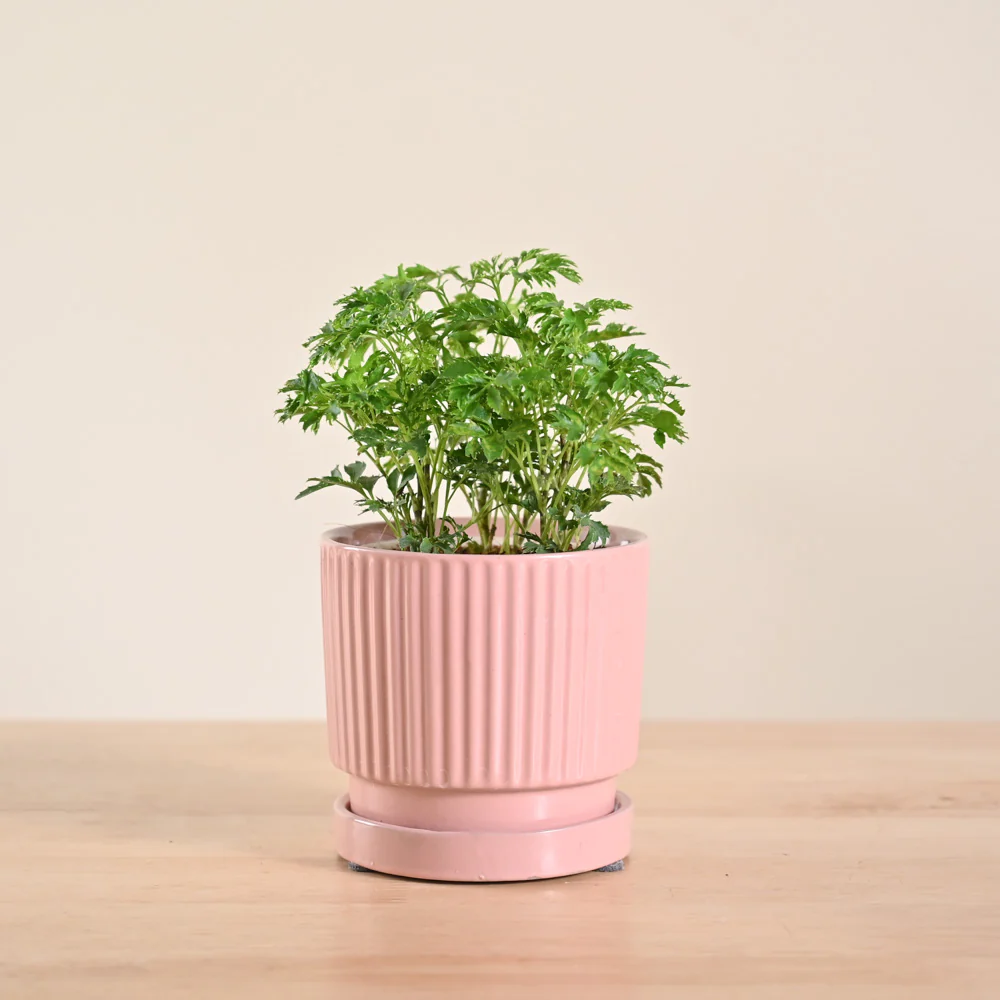 Aralia Golden Plant - Image 118