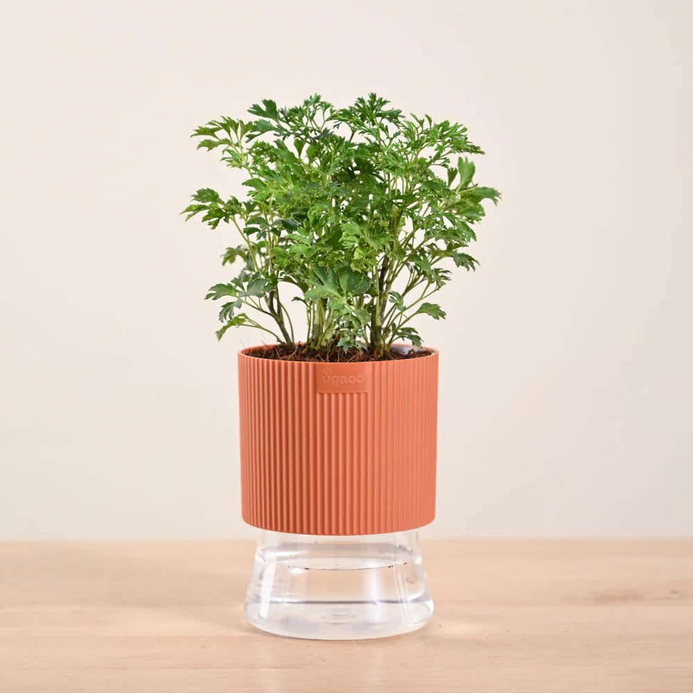 Aralia Golden Plant - Image 126