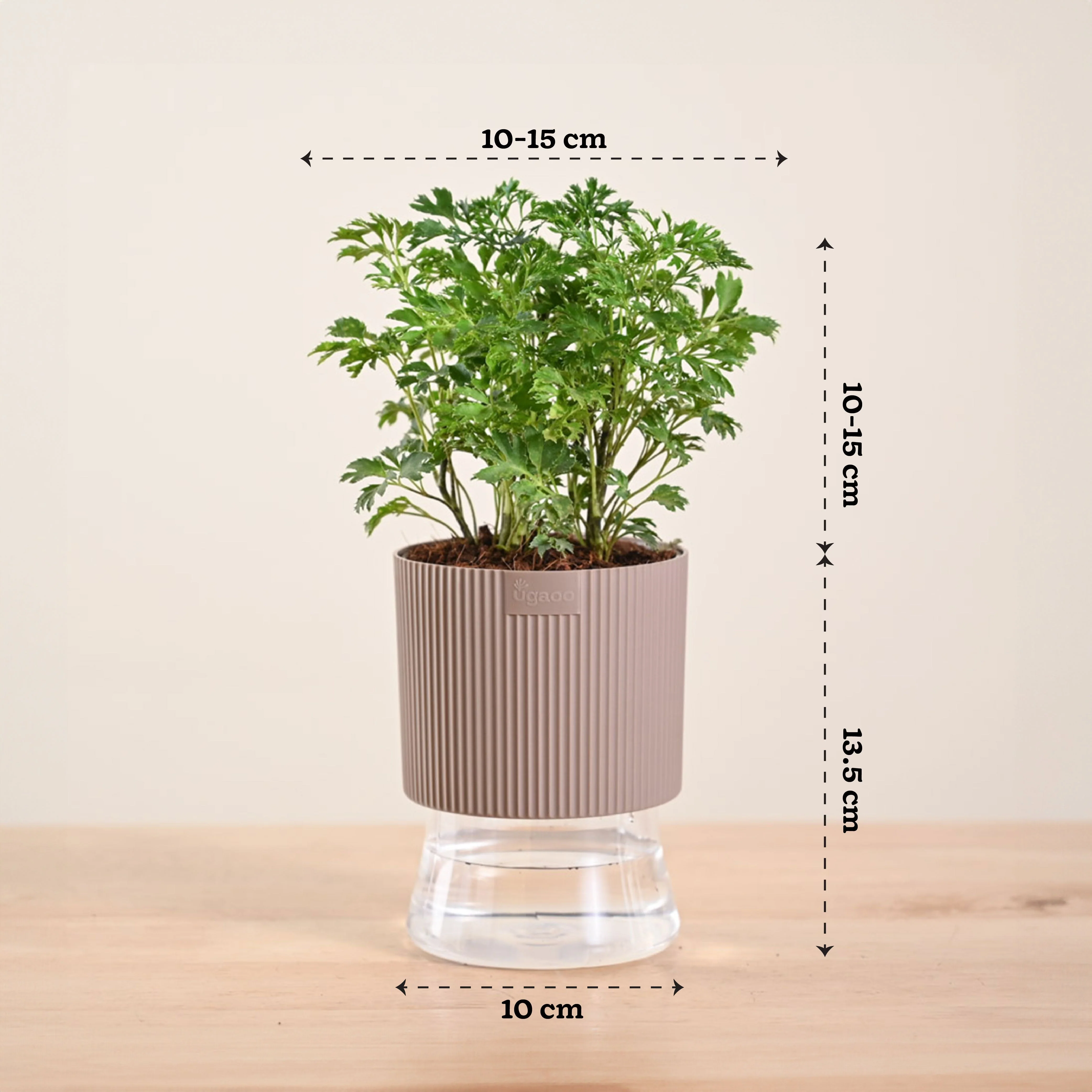 Aralia Golden Plant - Image 127