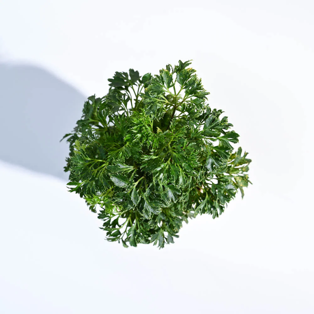 Aralia Golden Plant - Image 25