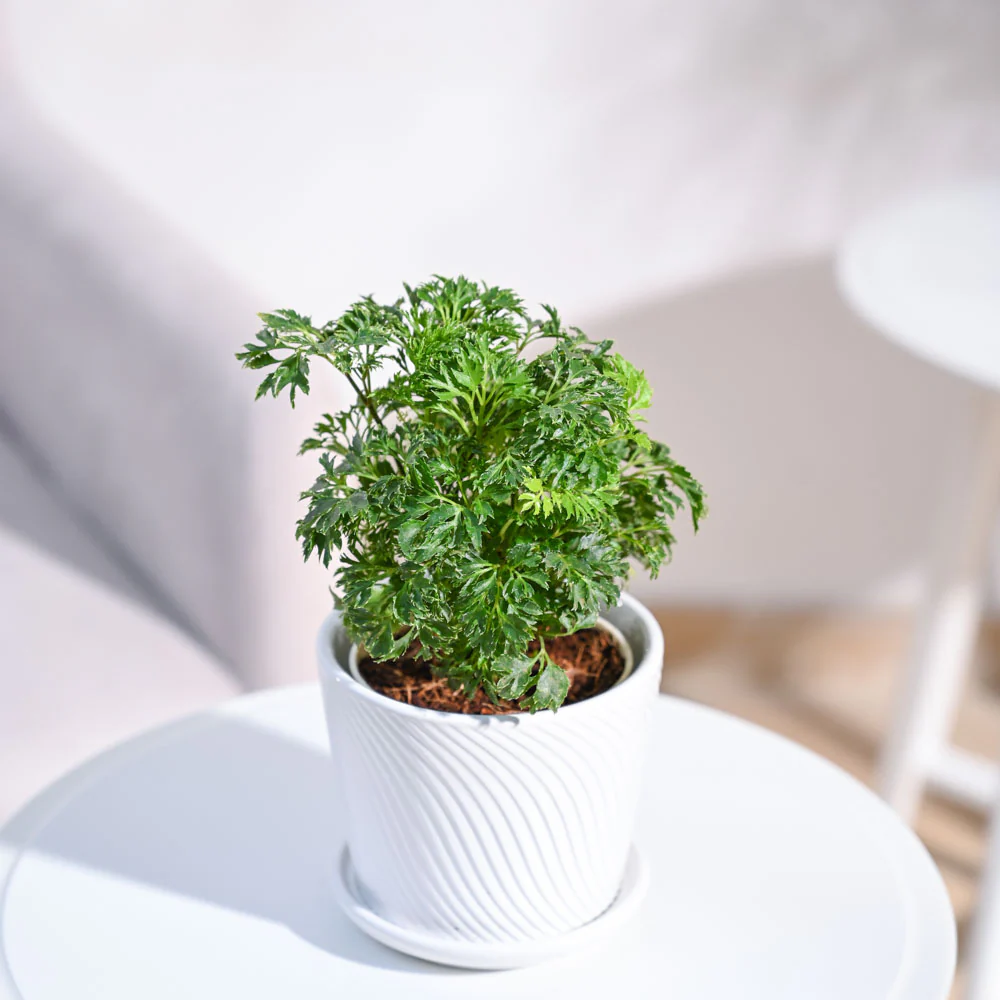 Aralia Golden Plant - Image 46