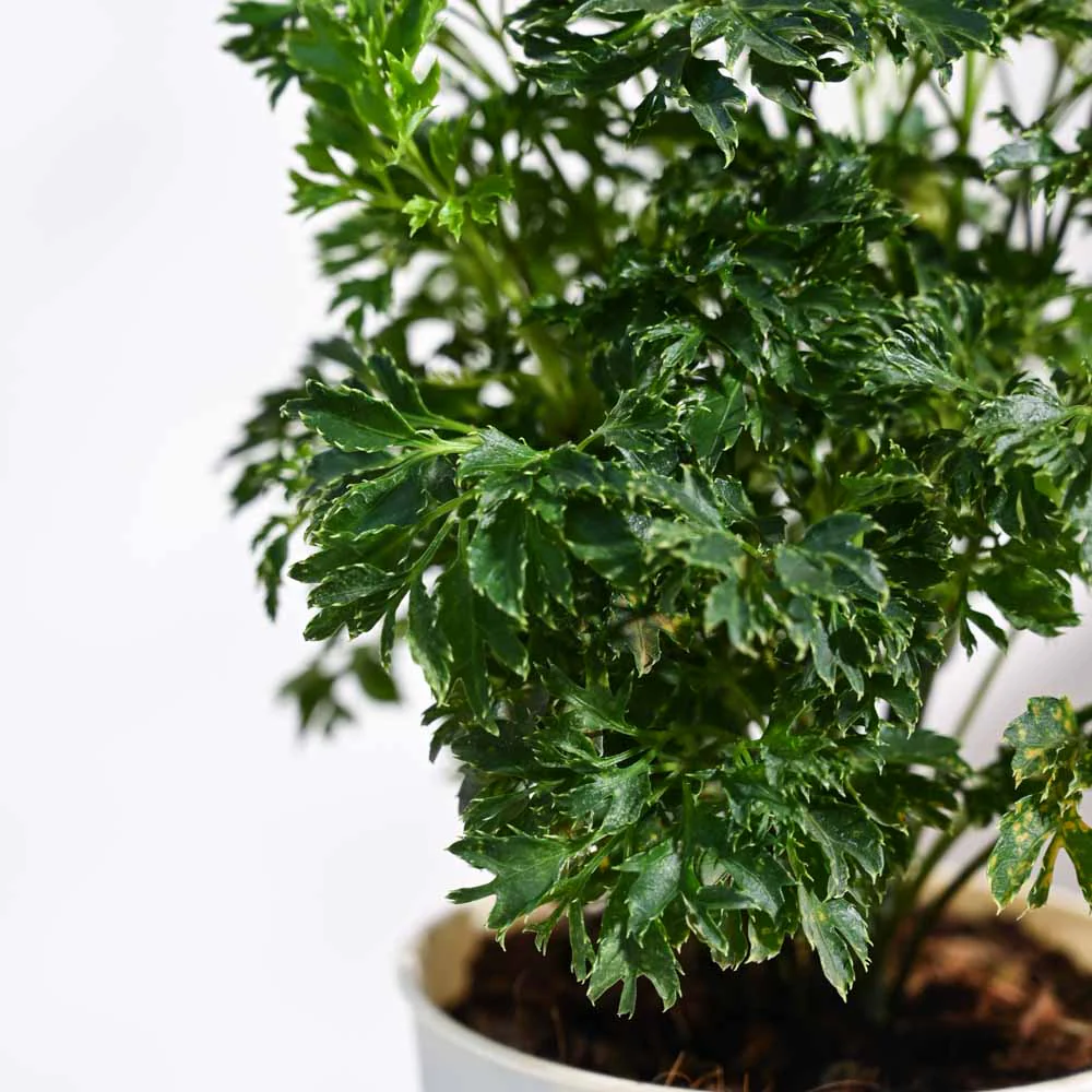 Aralia Golden Plant - Image 60