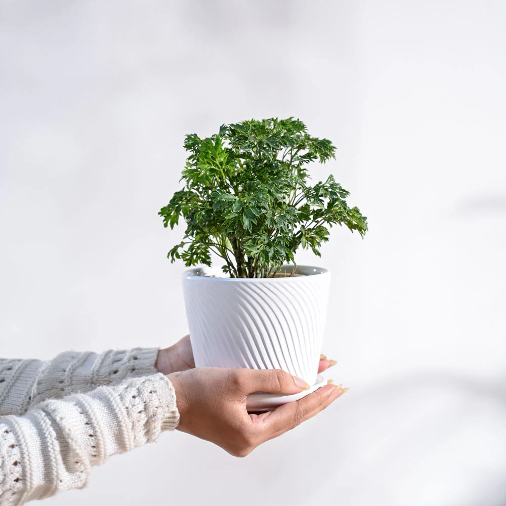 Aralia Golden Plant - Image 79