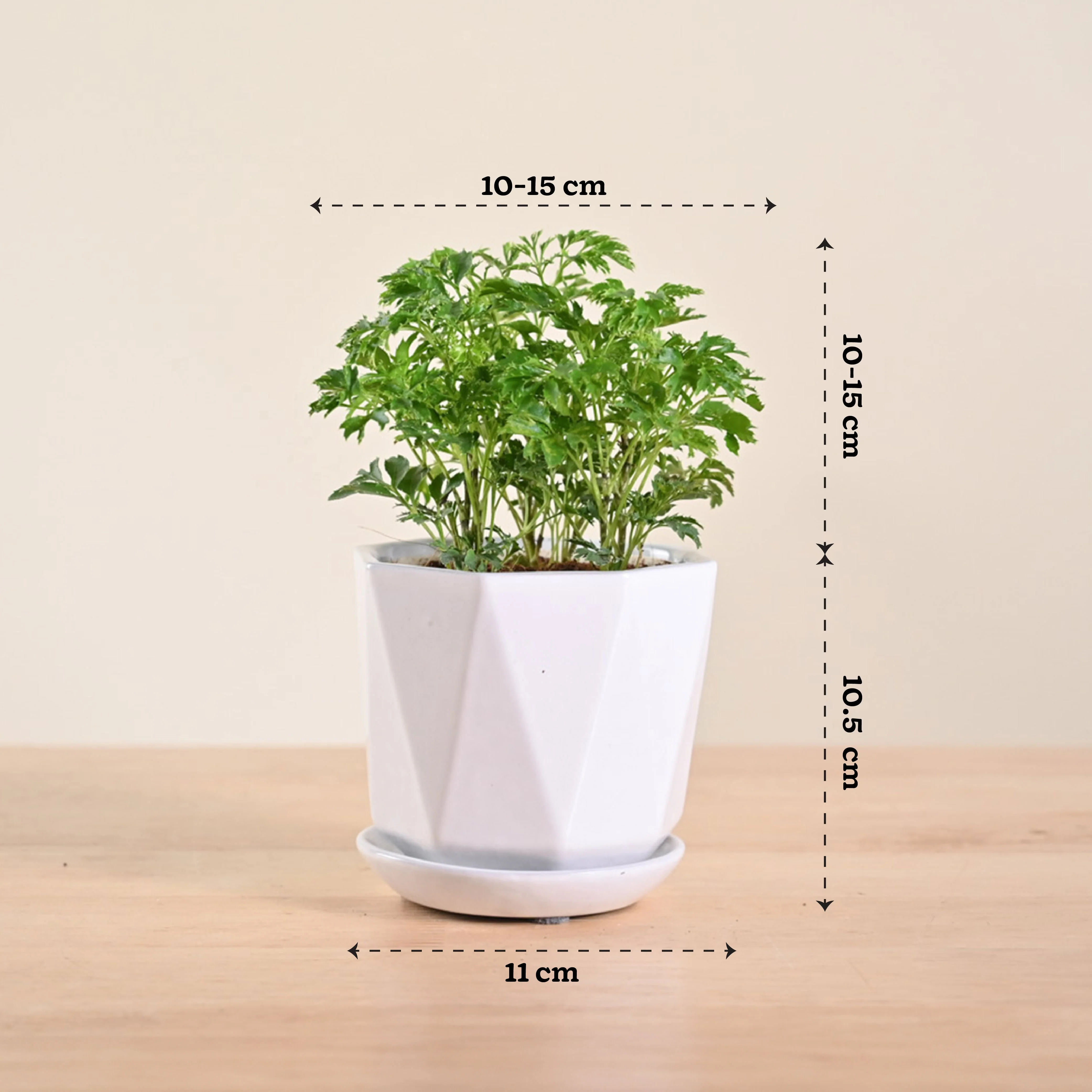 Aralia Golden Plant - Image 99