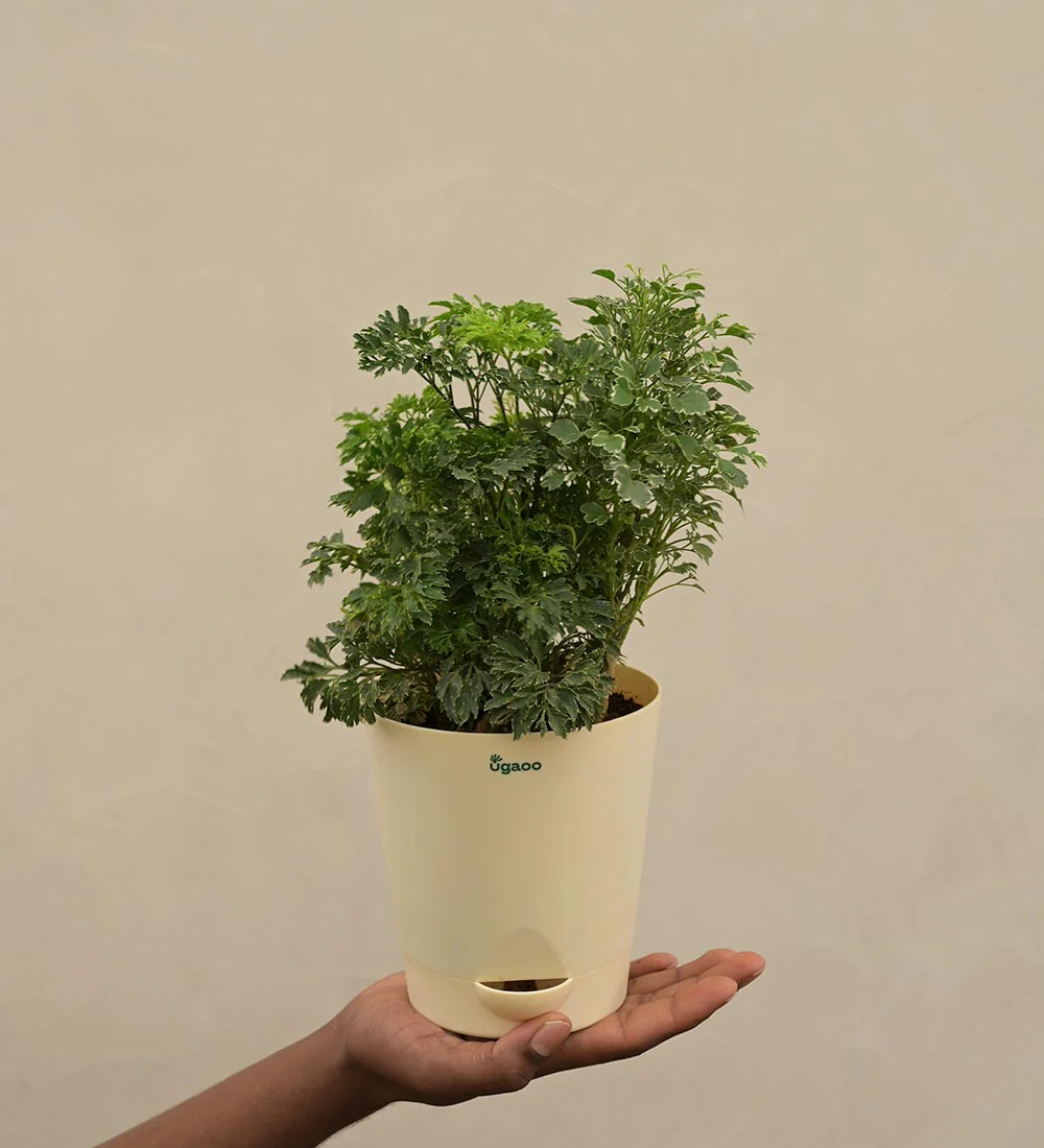 Aralia Golden Variegated White and Variegated White Mini Plant Bouquet - Image 4