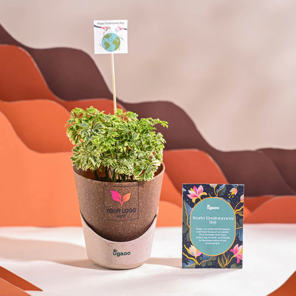 Aralia Variegated Mini Plant For Environment Day Gifting - Image 31