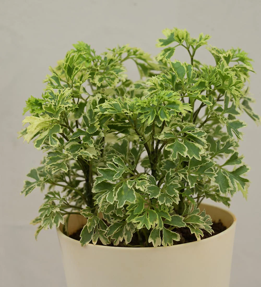Aralia Variegated Mini Plant For Environment Day Gifting - Image 48