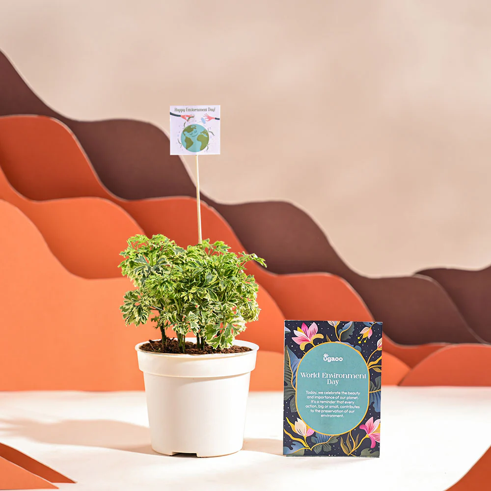 Aralia Variegated Mini Plant For Environment Day Gifting - Image 9
