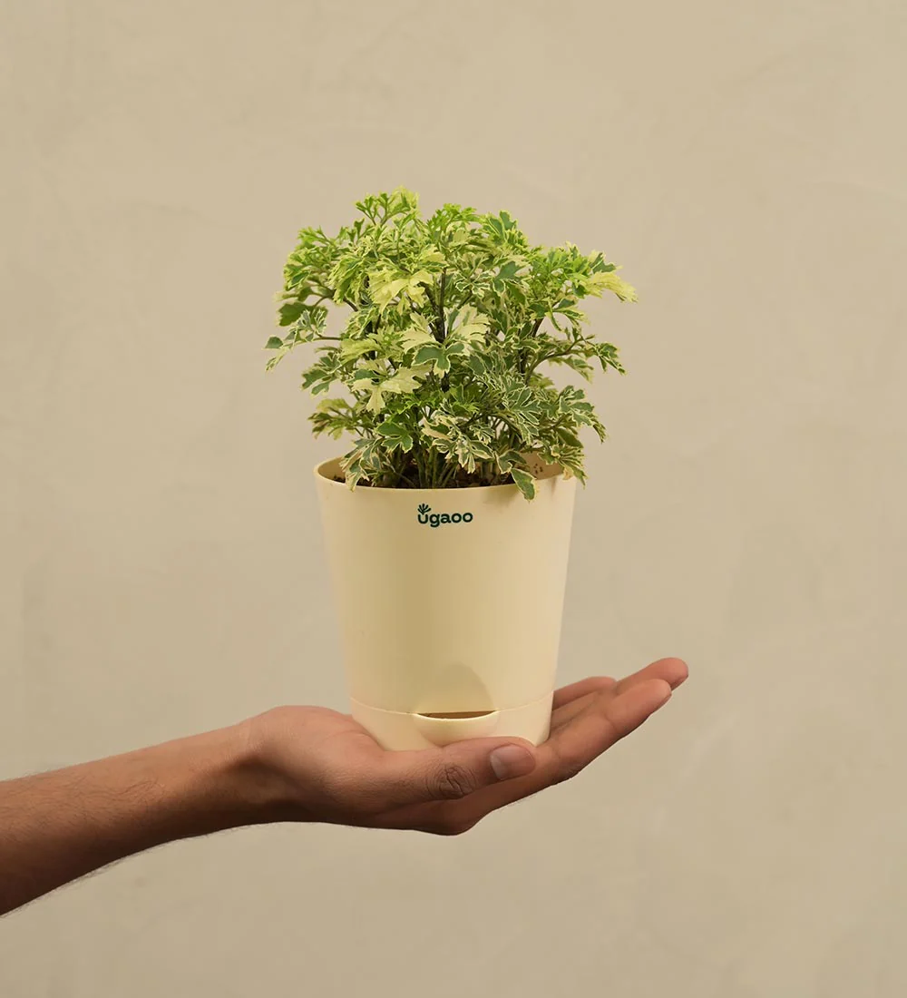 Aralia Variegated Mini Plant Gift Hamper - Image 4