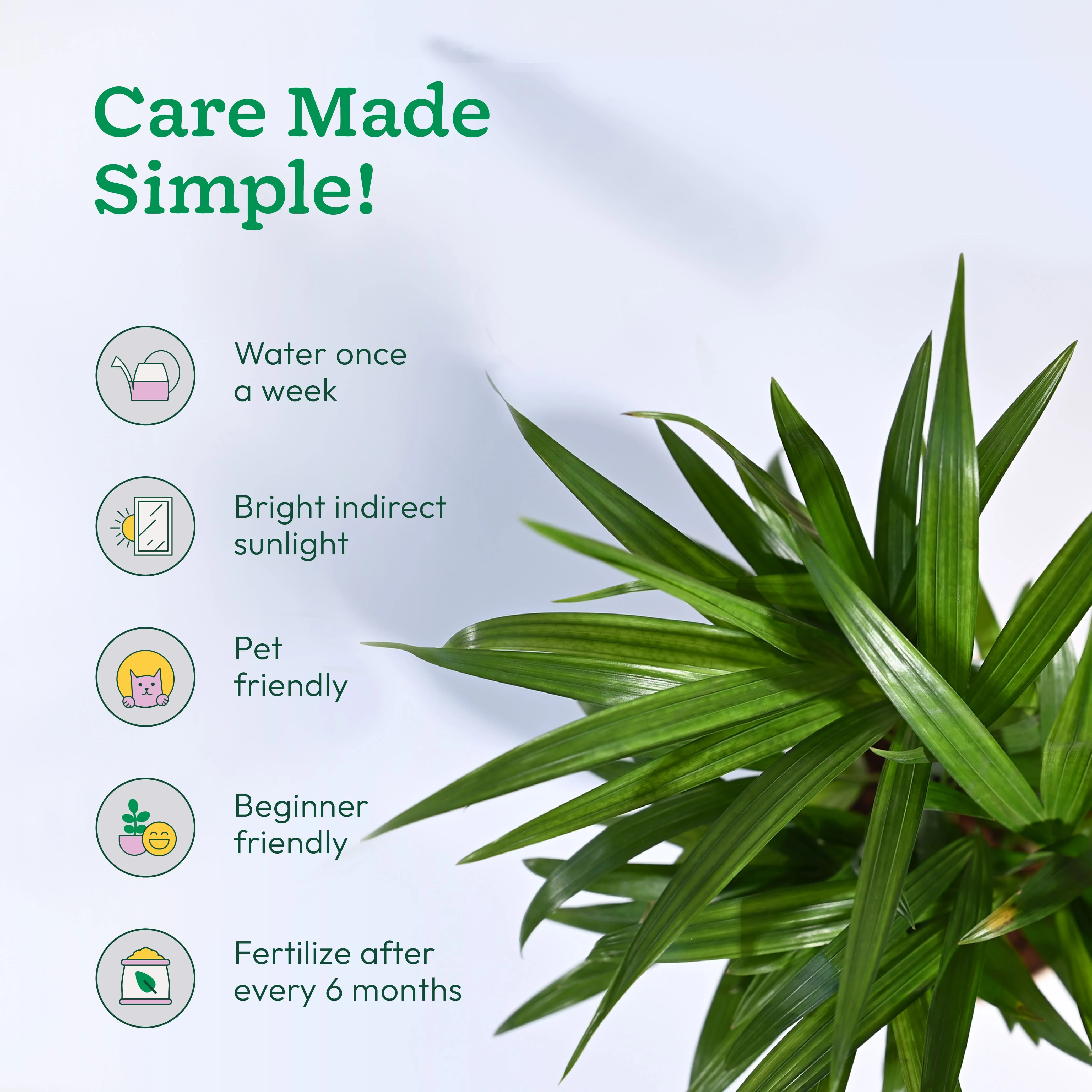 Areca Palm Plant - Image 101