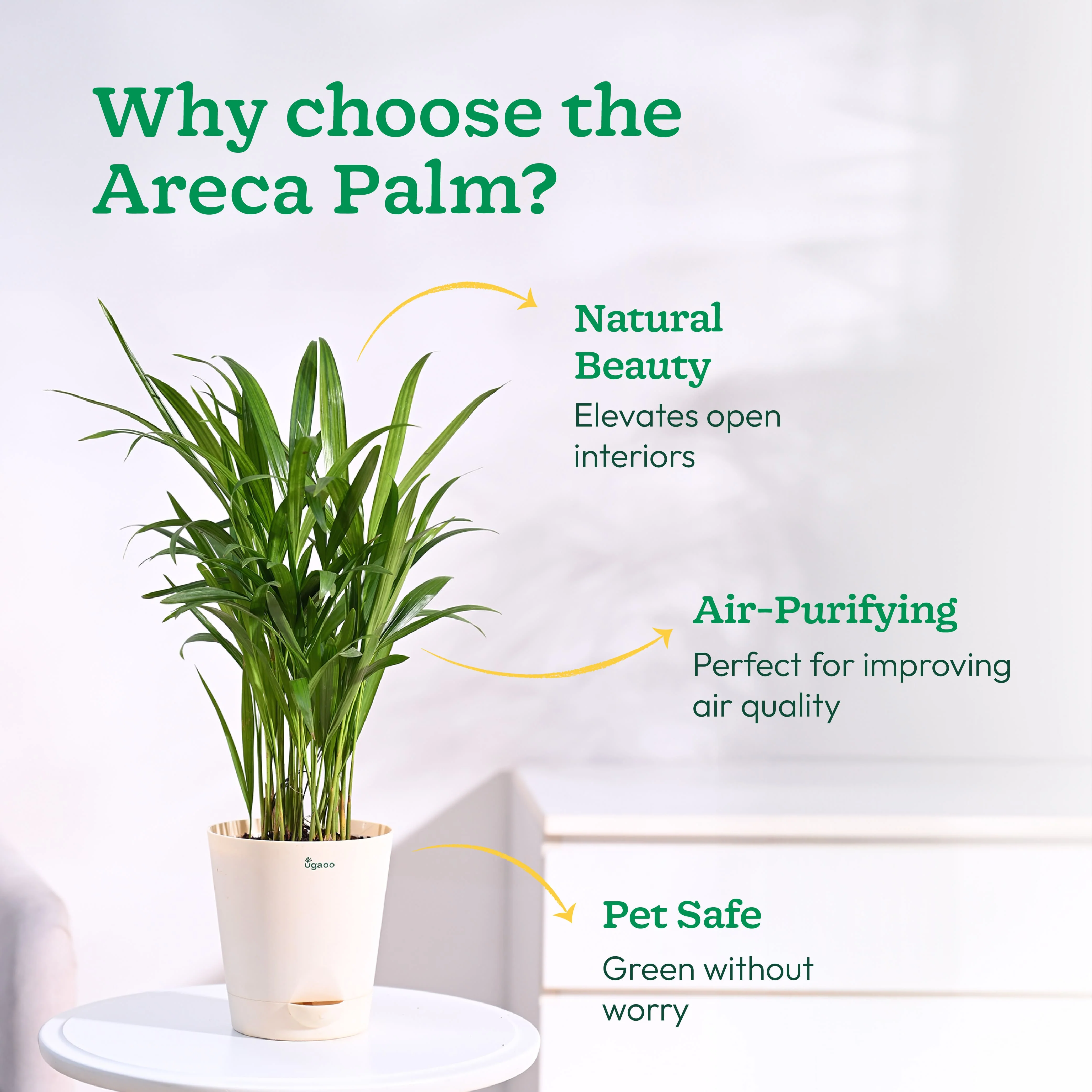 Areca Palm Plant - Image 102