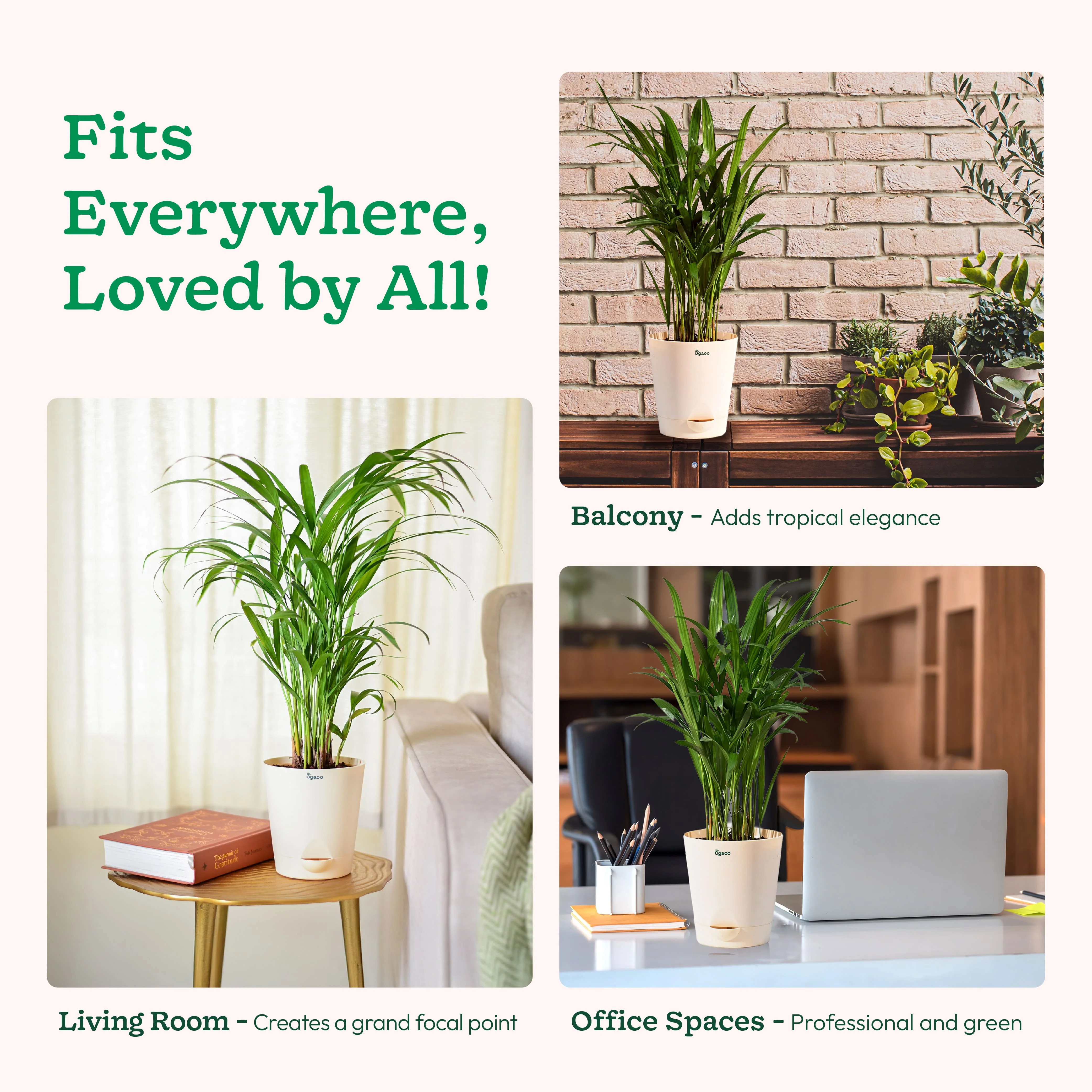 Areca Palm Plant - Image 103