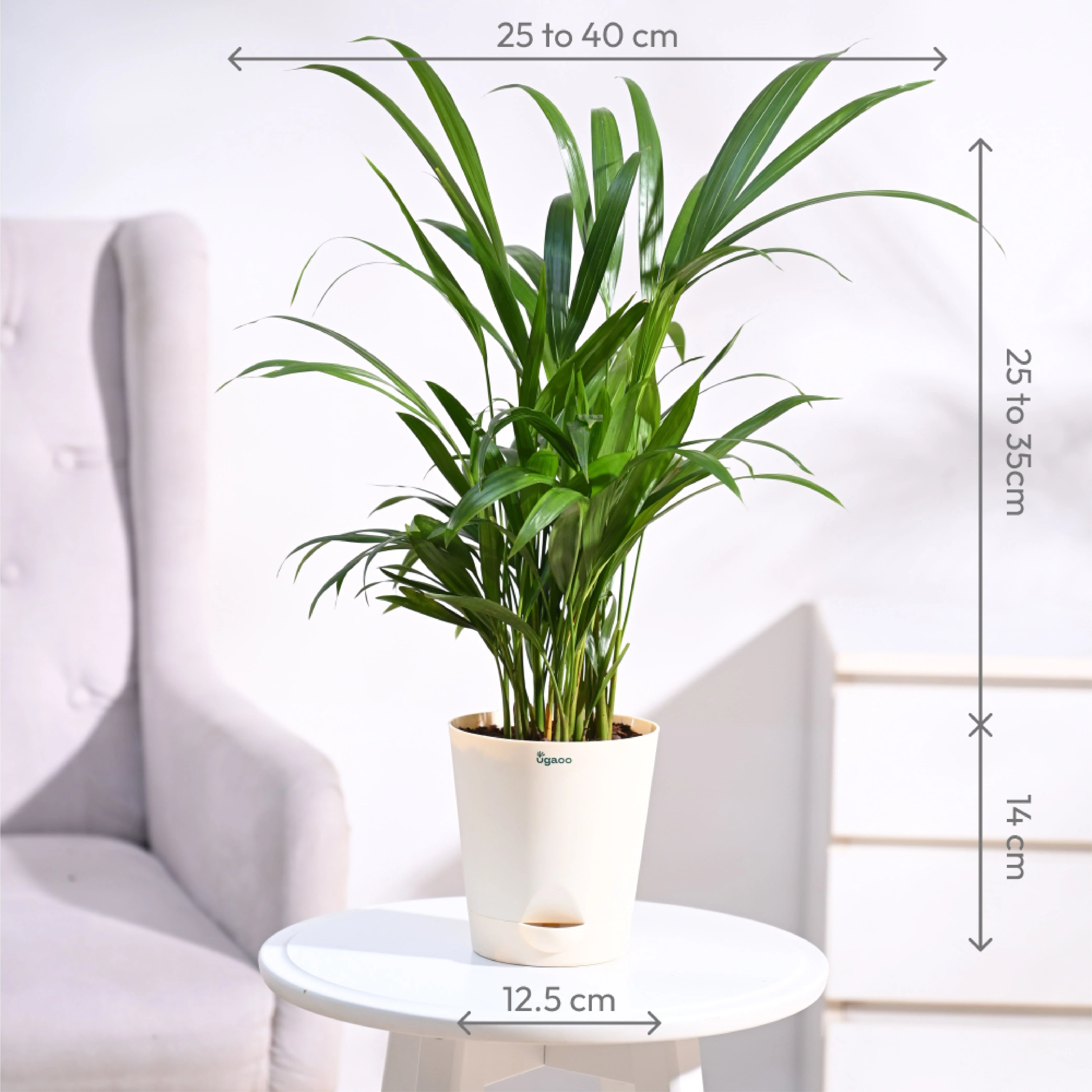 Areca Palm Plant - Image 110