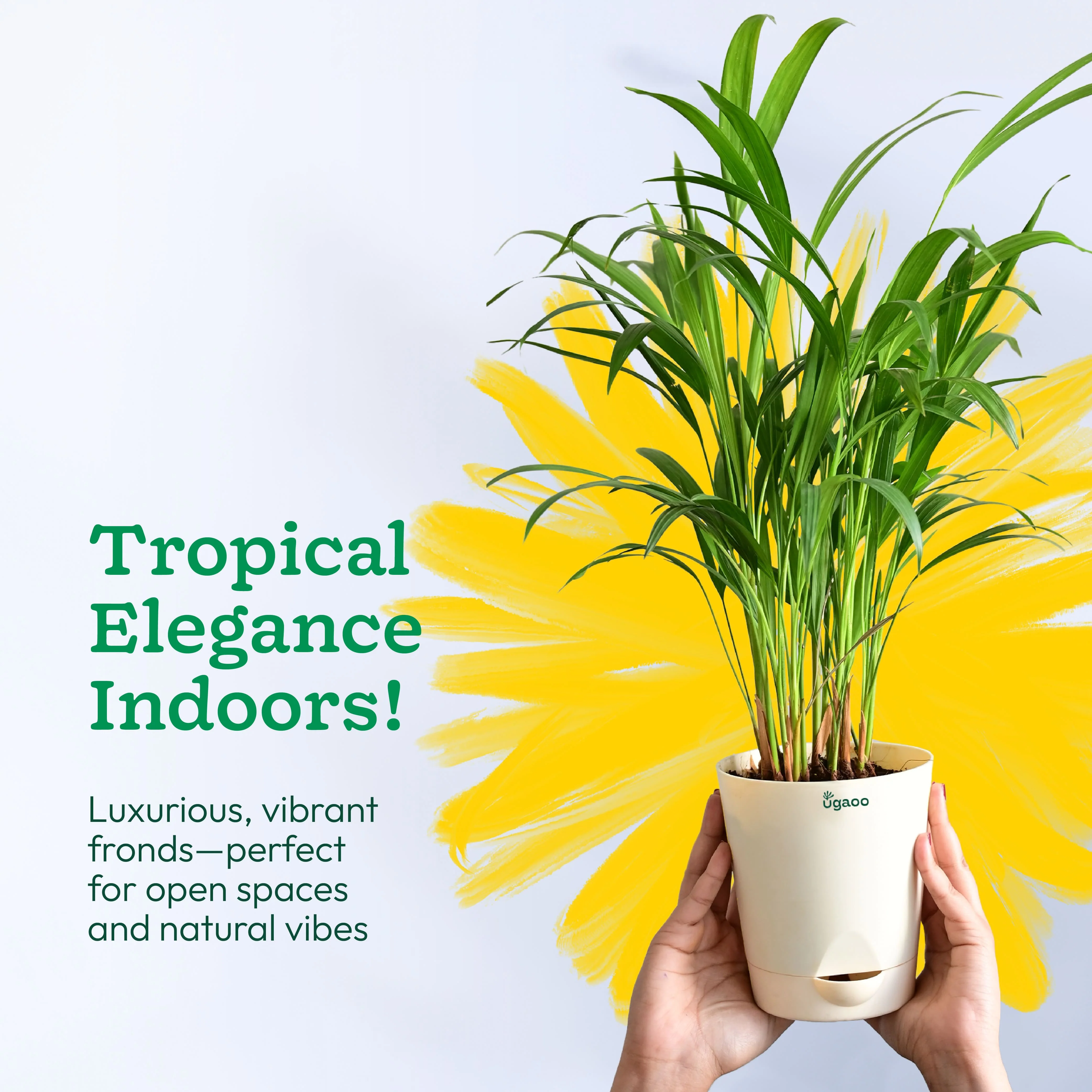 Areca Palm Plant - Image 112