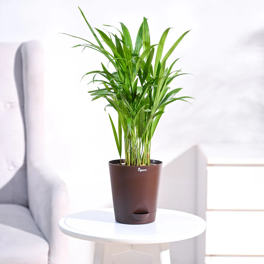 Areca Palm Plant - Image 12