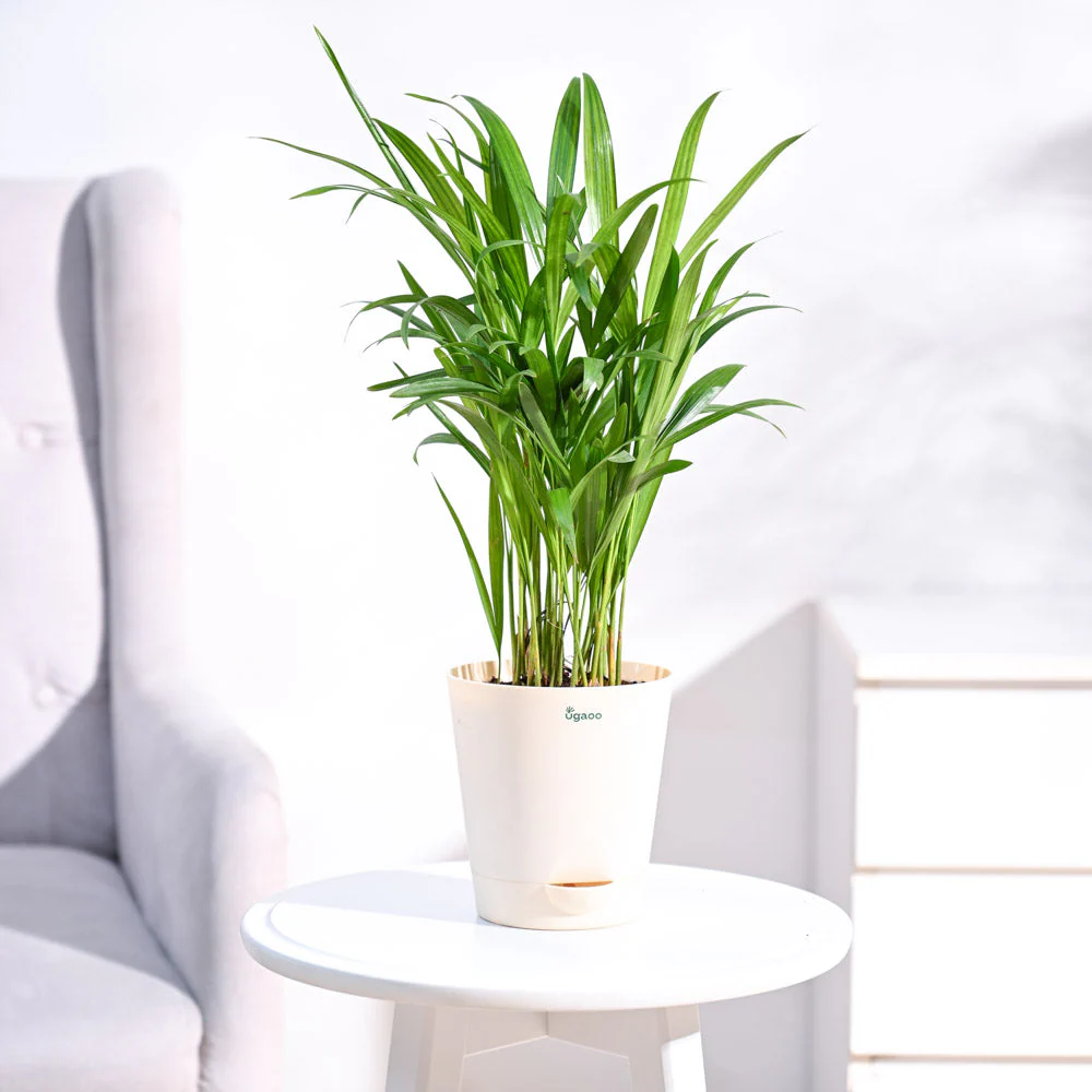 Areca Palm Plant - Image 13