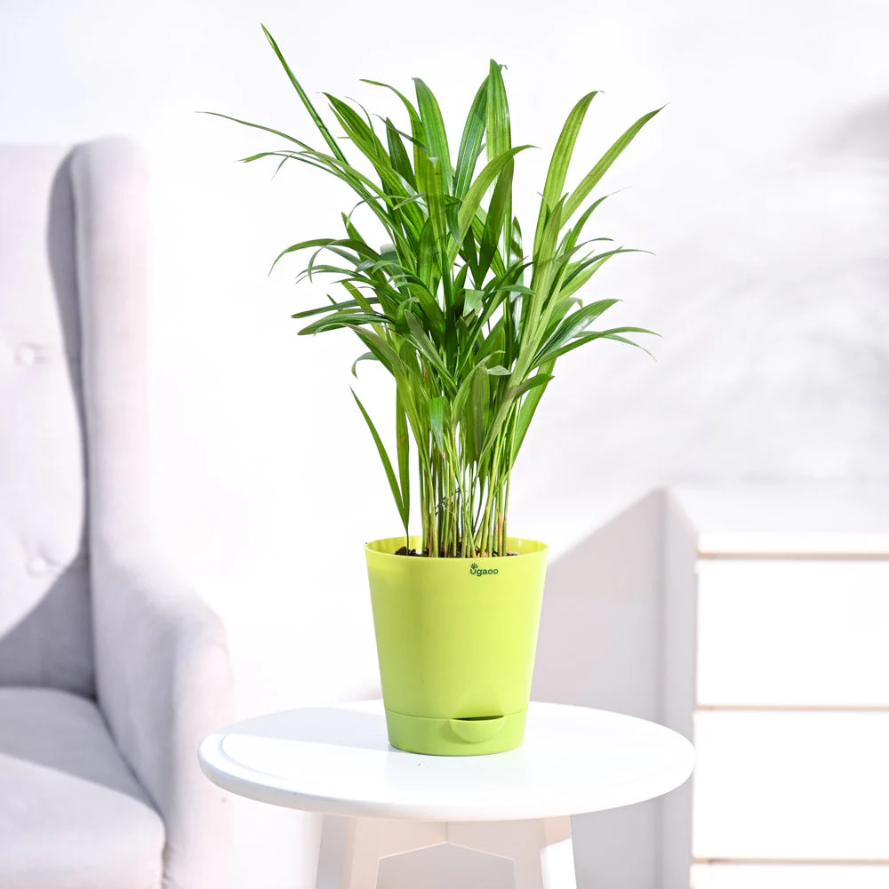 Areca Palm Plant - Image 14